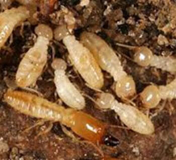 image of termites